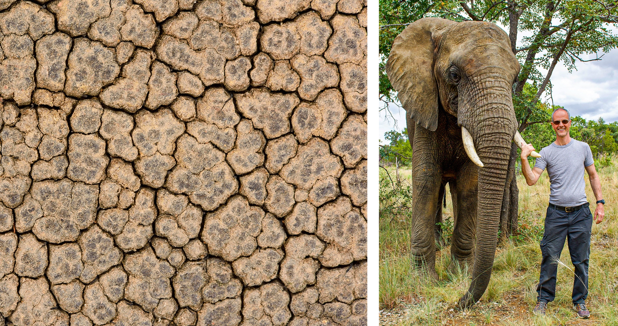 Break It To Make It: How Fracturing Sculpts Tissues and Organs | Quanta Magazine