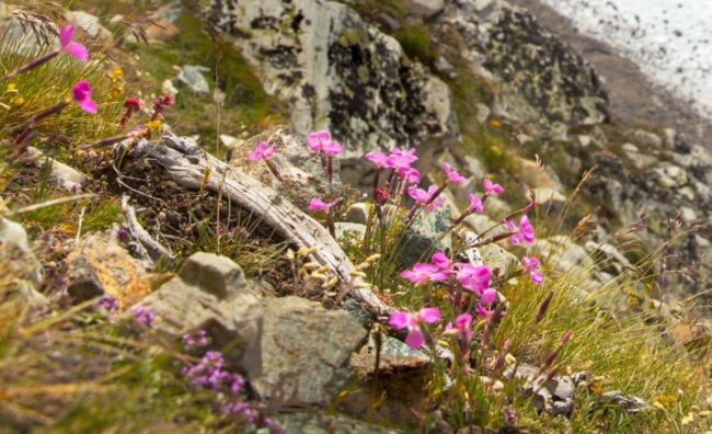 In an Alpine Plant Species, Ancient Alleles May Help Drive Climate Change Adaptation